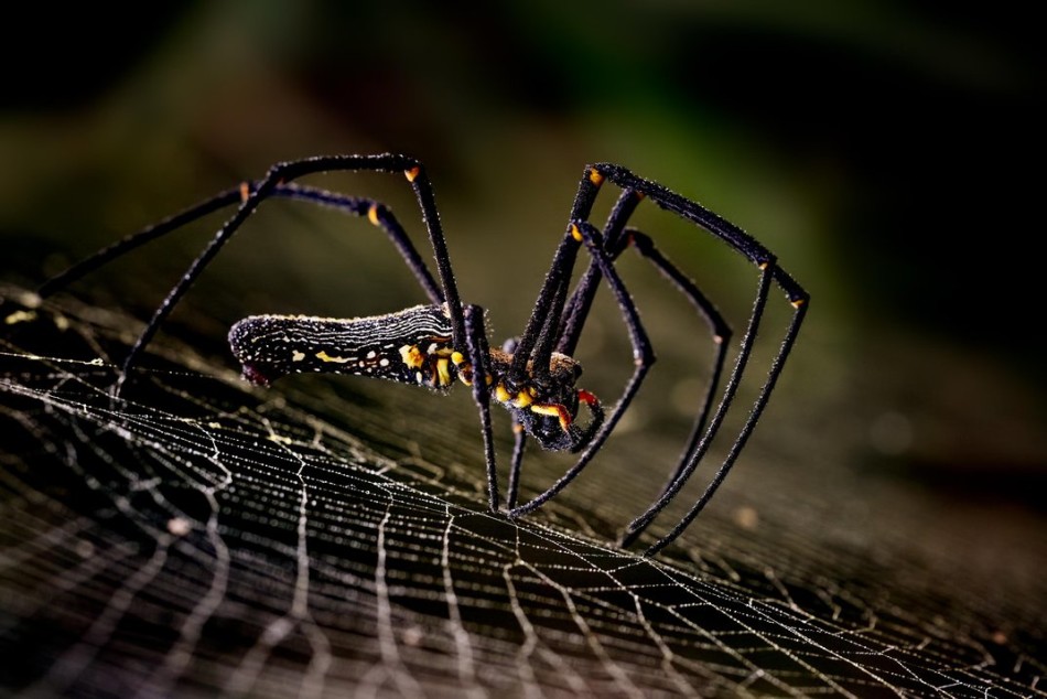 �����ߣ�Ramesh Chandar��һֻ���԰����¸�֩�����Լ���������Ϣ������ʱ��ȥ��۵������Ҫ�����񣬵�������΢�ྵͷ�Է���һ���쿪ʼ��С�ꡣ������ʱ����