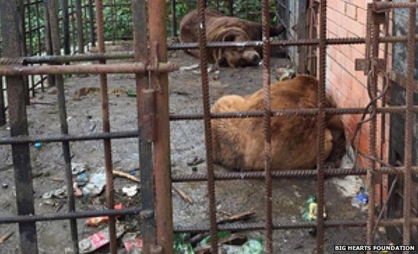 俄罗斯酒吧老板后院养2头大棕熊 让棕熊酗酒被揭发后无奈放弃饲养权