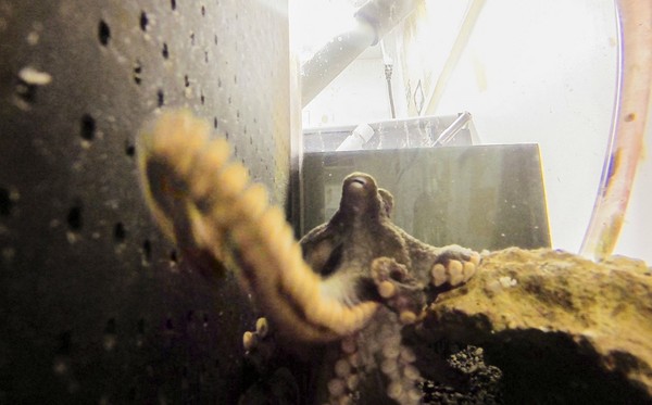 ����ʵ�������㲻�����۲� ��GoPro������Ӱʦ���̵�