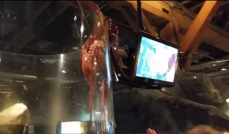 目睹八爪鱼逃狱一幕,吓得游人失声尖叫。