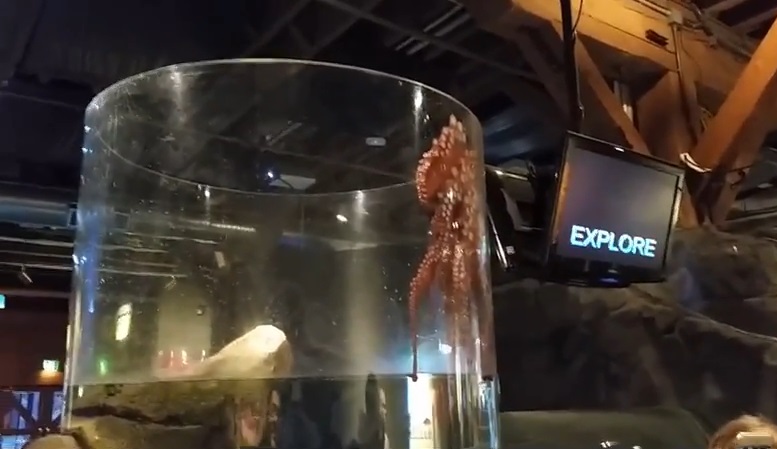 八爪鱼“获救”后,仍然紧紧附于容器的边缘。