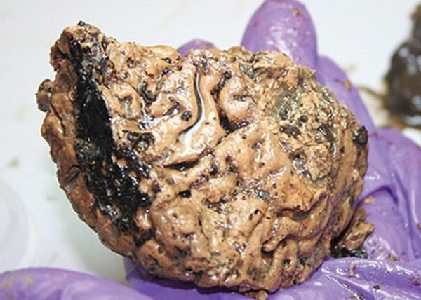 ����ѧ������2600����ʷ����ͷ���ڣ����֡����ʡ����ԡ�