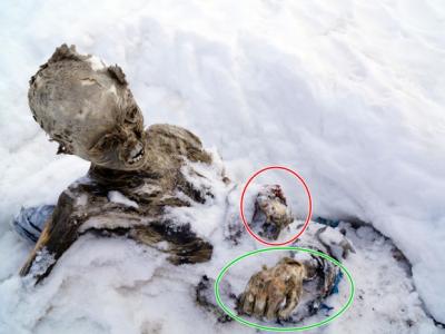 白垩纪最小的空中霸主--隐居森林翼龙 - 神秘