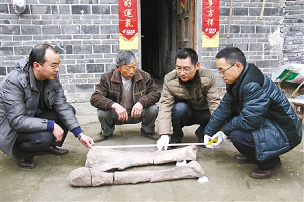 重庆合川村民砍柴时捡到的6块“怪石”竟是距今已有1.4亿年的恐龙骨骼化石