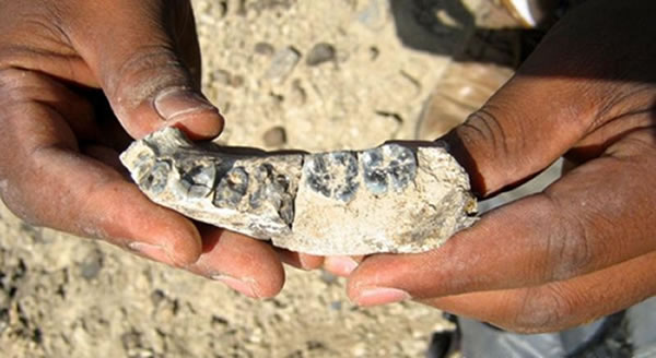 埃塞俄比亚出土的280万年前人类化石或填补南方古猿和早期智人之间的演化缺失