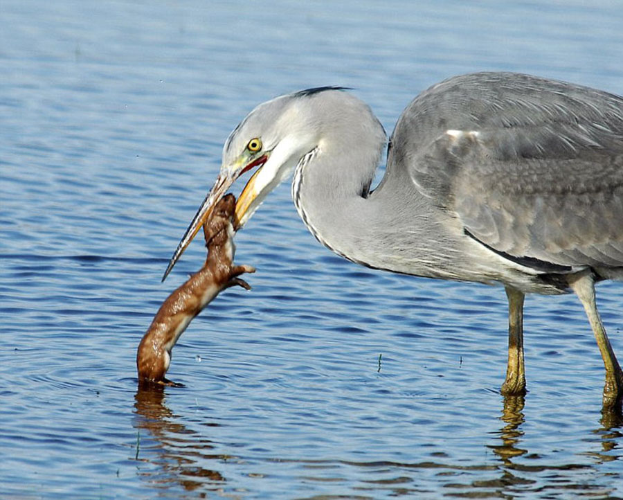 黄鼠狼不知天高地厚企图袭击苍鹭 被溺死吞掉