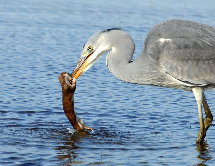 黄鼠狼不知天高地厚企图袭击苍鹭 被溺死吞掉