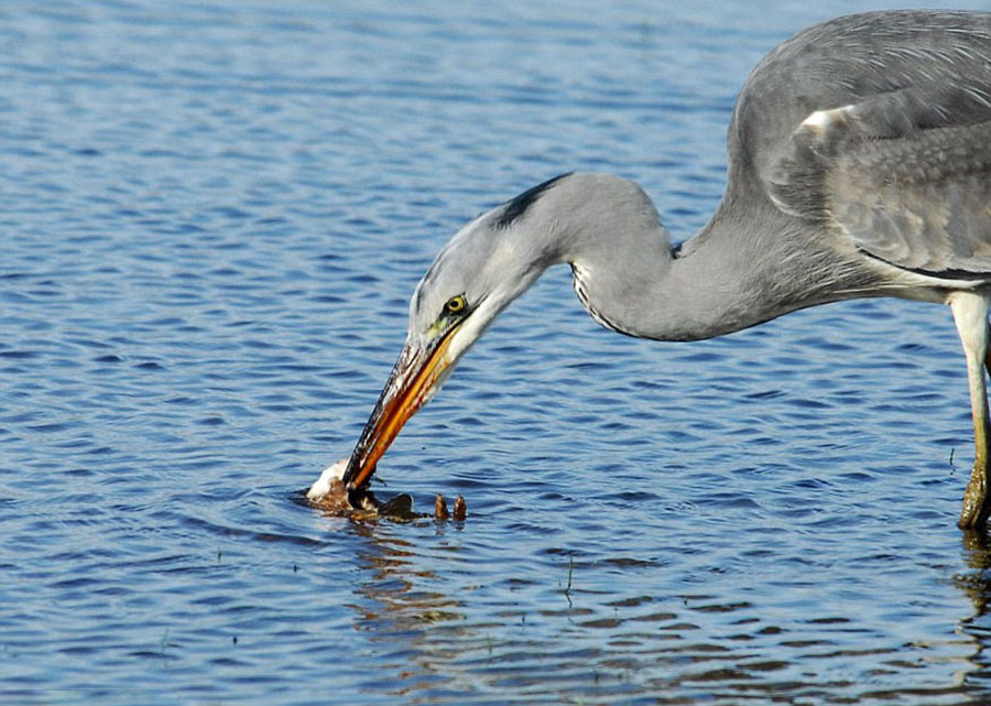 黄鼠狼不知天高地厚企图袭击苍鹭 被溺死吞掉