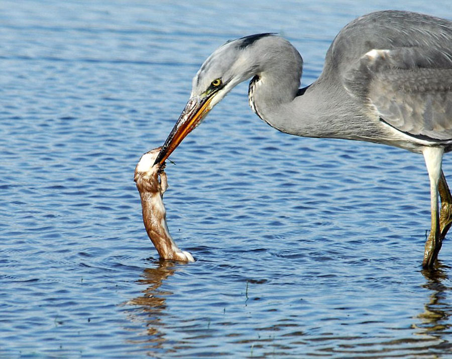 黄鼠狼不知天高地厚企图袭击苍鹭 被溺死吞掉