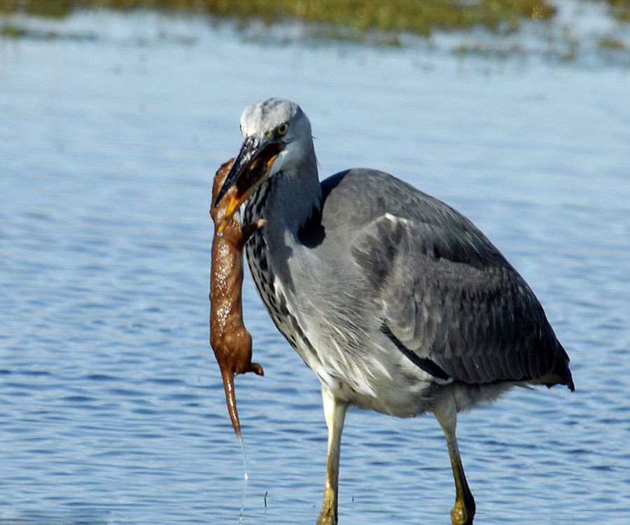 黄鼠狼不知天高地厚企图袭击苍鹭 被溺死吞掉