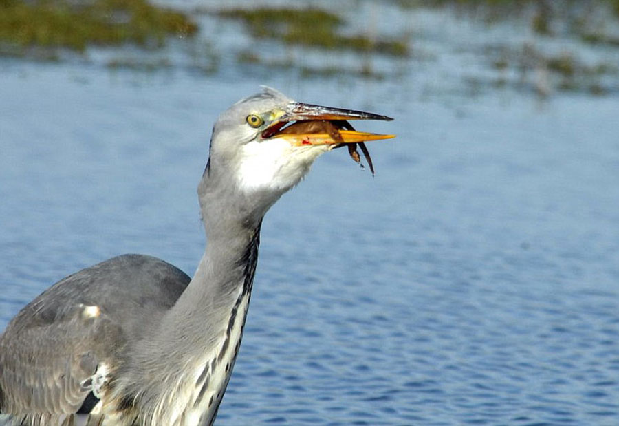 黄鼠狼不知天高地厚企图袭击苍鹭 被溺死吞掉