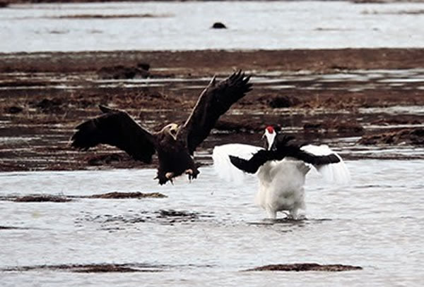 ���ݰ�β�չ�������ŷ�͵����ף���Ȼ���������벻���Ľ�֡�