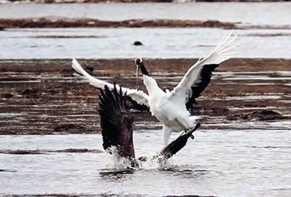 ���������һ�罫���ֲ���ˮ��