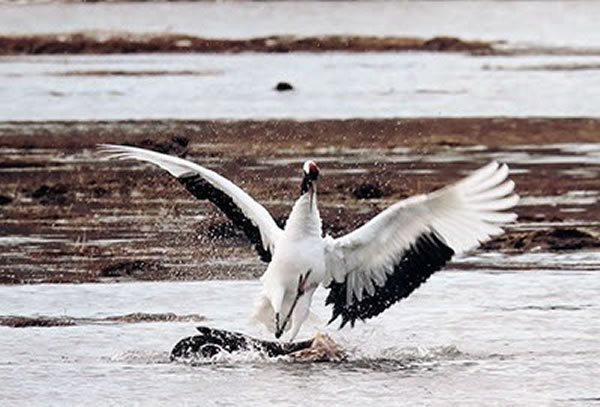 ���������һ�罫���ֲ���ˮ��