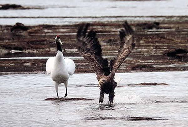 ս�ܵİ�β��������һ��ʪ��������ë���Ǳ������ˡ�