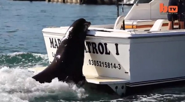 墨西哥湾一只海狮趴上船尾贪得无厌地讨鱼吃