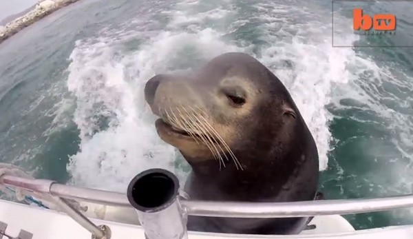 墨西哥湾一只海狮趴上船尾贪得无厌地讨鱼吃