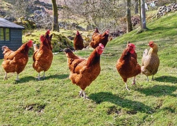 ����ָ����ʳ��ƽ�������2400ֻ����