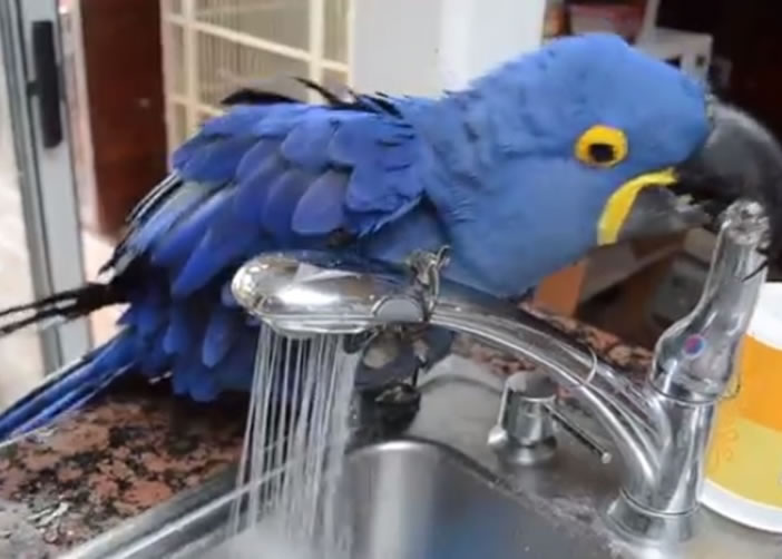 艾里斯再扭开水龙头增加出水量