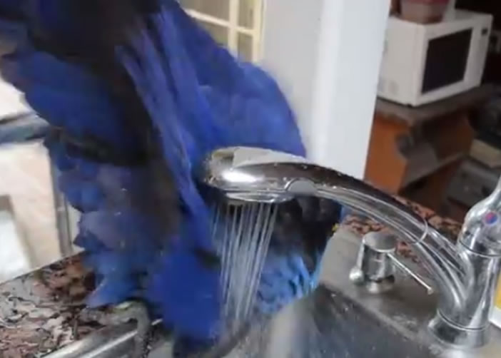 艾里斯洗一洗自己的翅膀