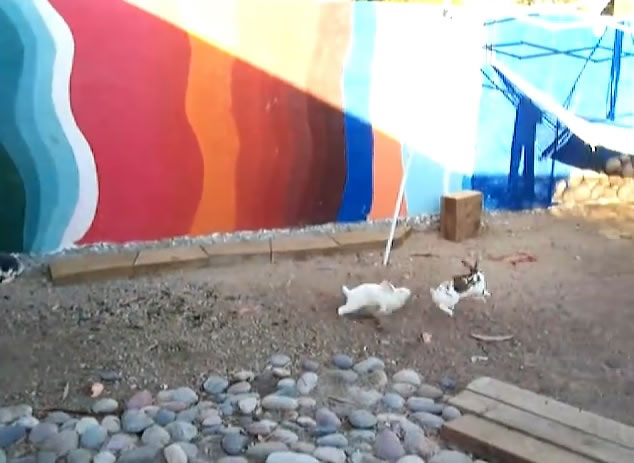 两只小兔追逐打架