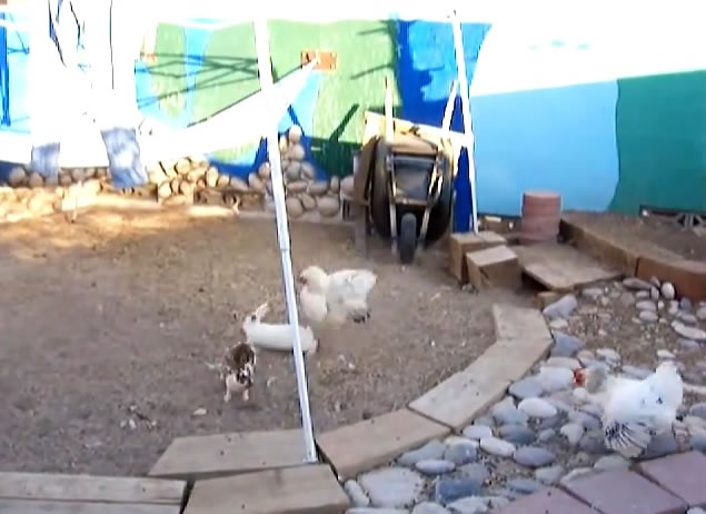 两只“警察”见状立即飞扑出来