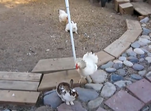 “警察”隔开两只兔子,让它们冷静下来。