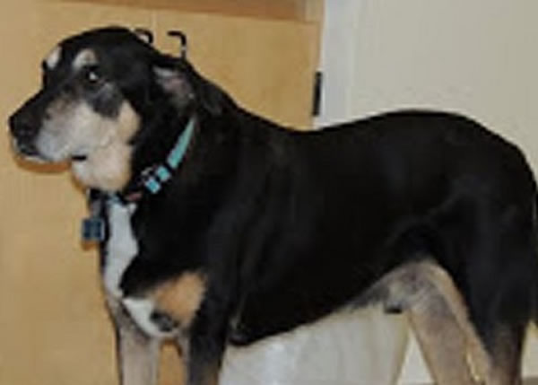 弗朗姬(图)闻到甲状腺癌患者的尿液时会趴下,反之就会转身离开。