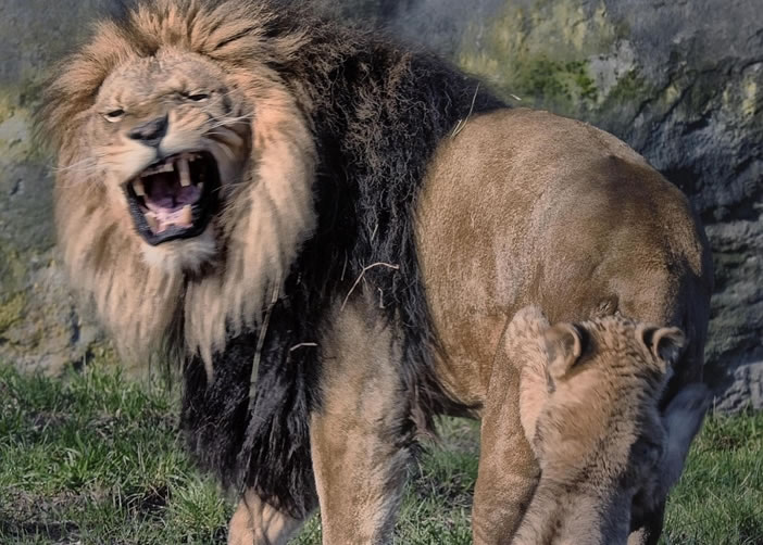 小狮子咬父亲的屁股,父亲立即咆哮警告。