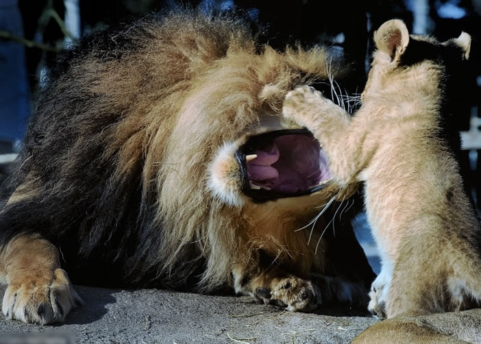 小狮子与父亲玩耍