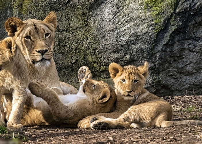 3只小狮子与母亲待在一起