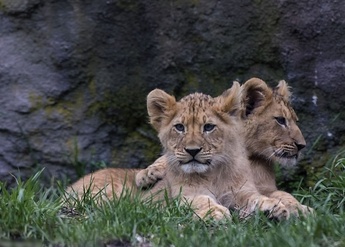 小狮子非常可爱