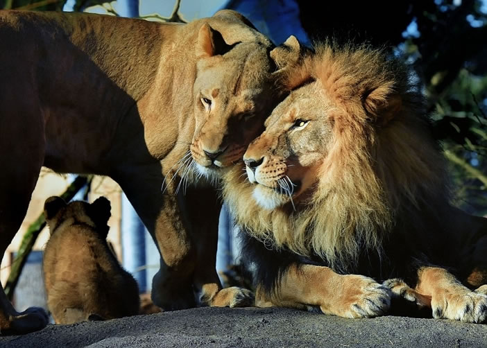 狮子一家住在西雅图动物园