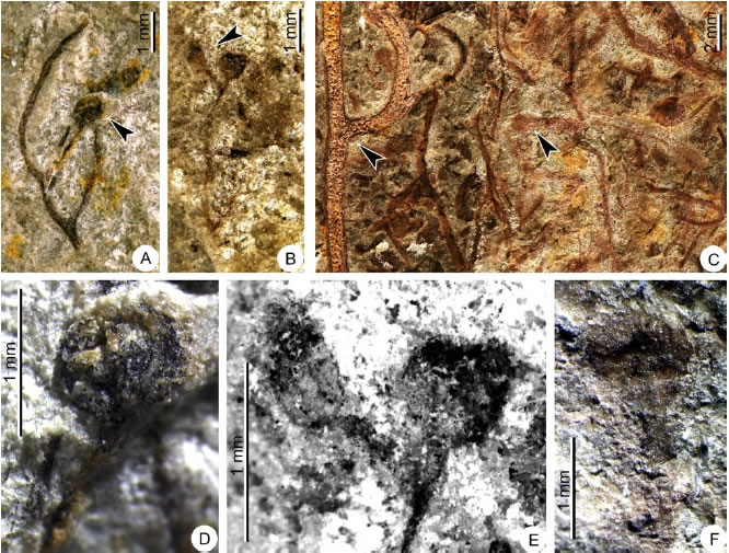 �������������ز��е�����ާ��