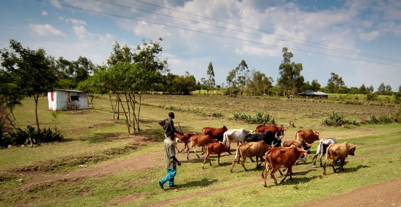 采采蝇与锥虫病(即昏睡病)的威胁可能没有构成