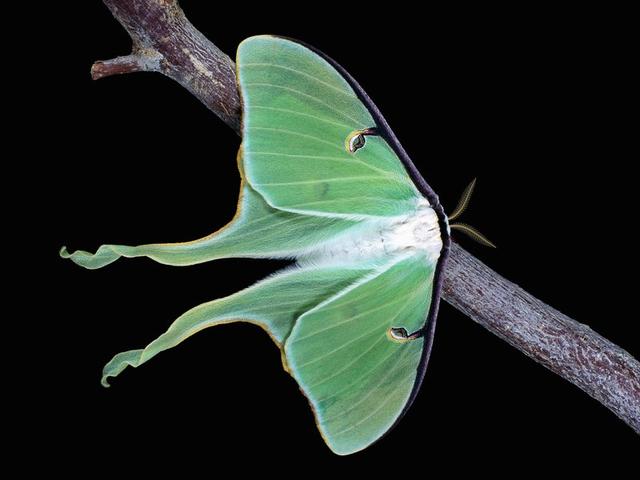 ��϶���ĩ�˵Ķ���β���ܹ�������������ɶ�λ