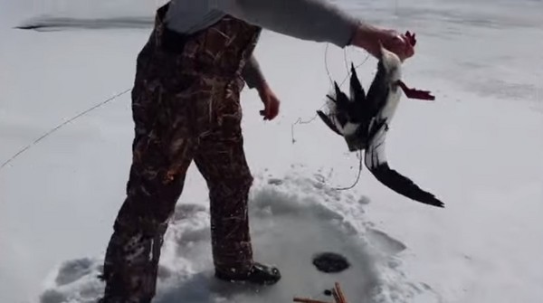 ������ɵ�ˣ�����һֻ��������Ѽ�ӡ�