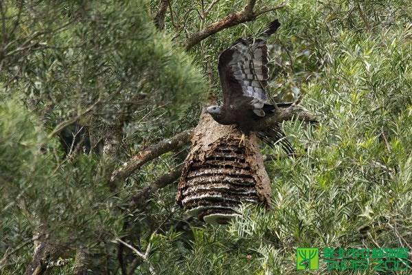 ̨����������԰���Ⲷ׽��������ӥ���ְ�ʳ��ͷ���ѵ������