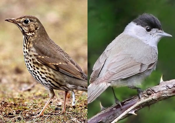 ŷ��𴣨�󣩺�ݺ���ң�����Ҫ��ɱĿ�ꡣ