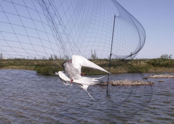 ����������������ͼ����ճ����ˮ����֦����׽����