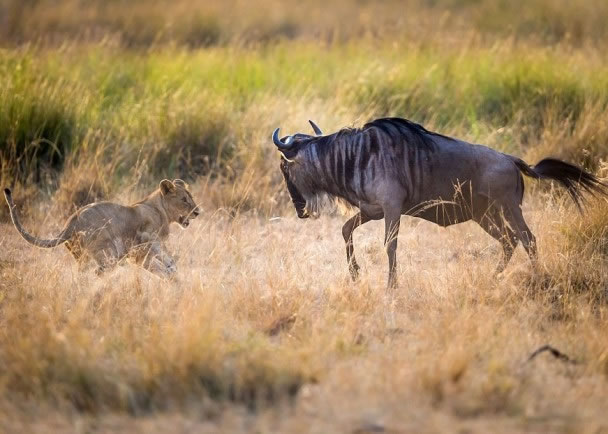 ĸʨ��һֻţ������