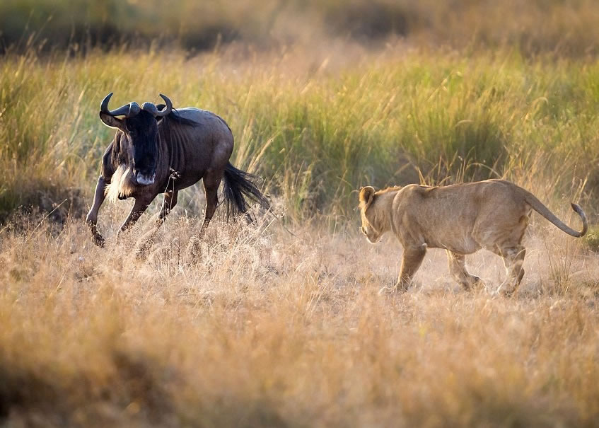 ĸʨ�̵���ʨ��ʳ����