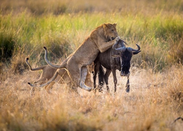 ����Ȼ��������ǿʳ