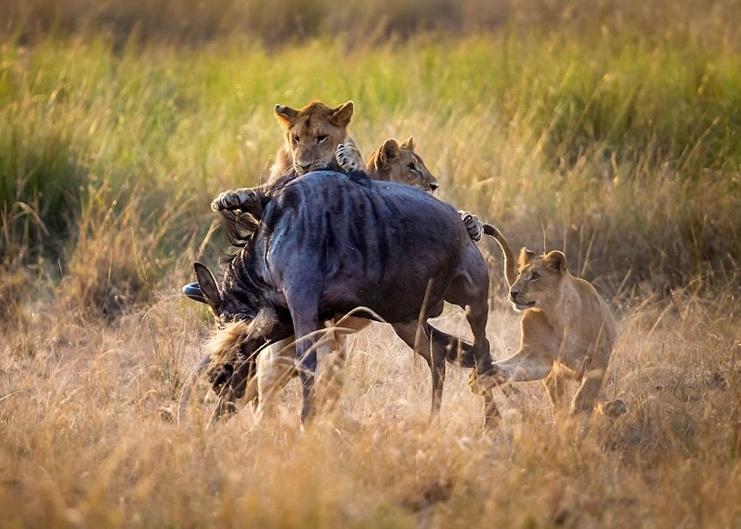 3ֻʨ����������������ţ��