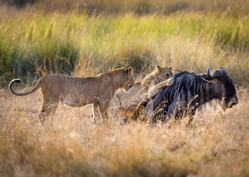 ţ��ҳ�����