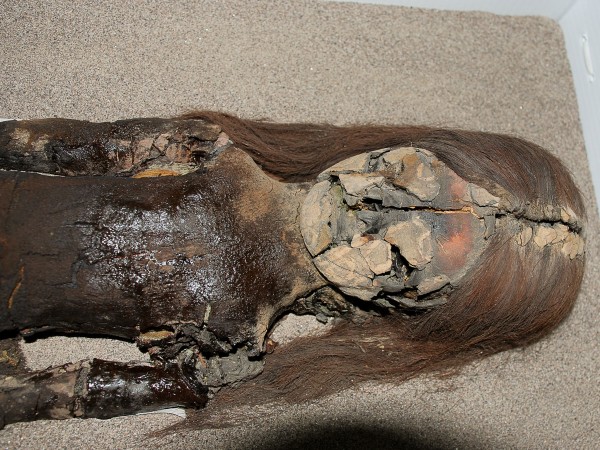 �¿����Ļ�7000����ľ������ʼ��ɺ�ɫ�ཬ