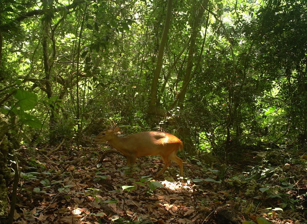 ̨�������ɽ������Ȼ��԰����138ֻɽǼ �������˹����