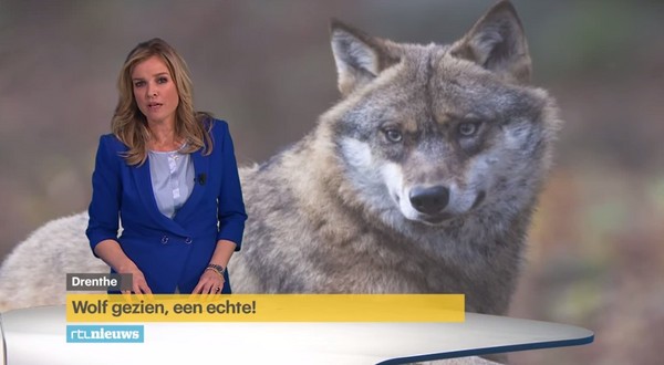 荷兰经过118年后终于发现狼踪 - 神秘的地球 科