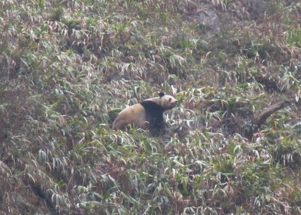 �Ĵ��Ű�ɽ�·���һֻҰ������è