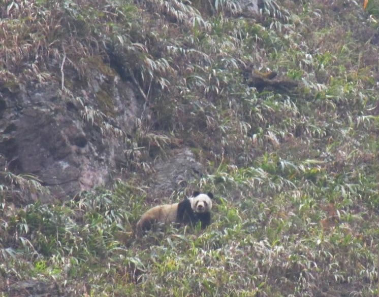 ����è����Լ������ֺ�Ѹ�ٵس���ɽ����ȥ��